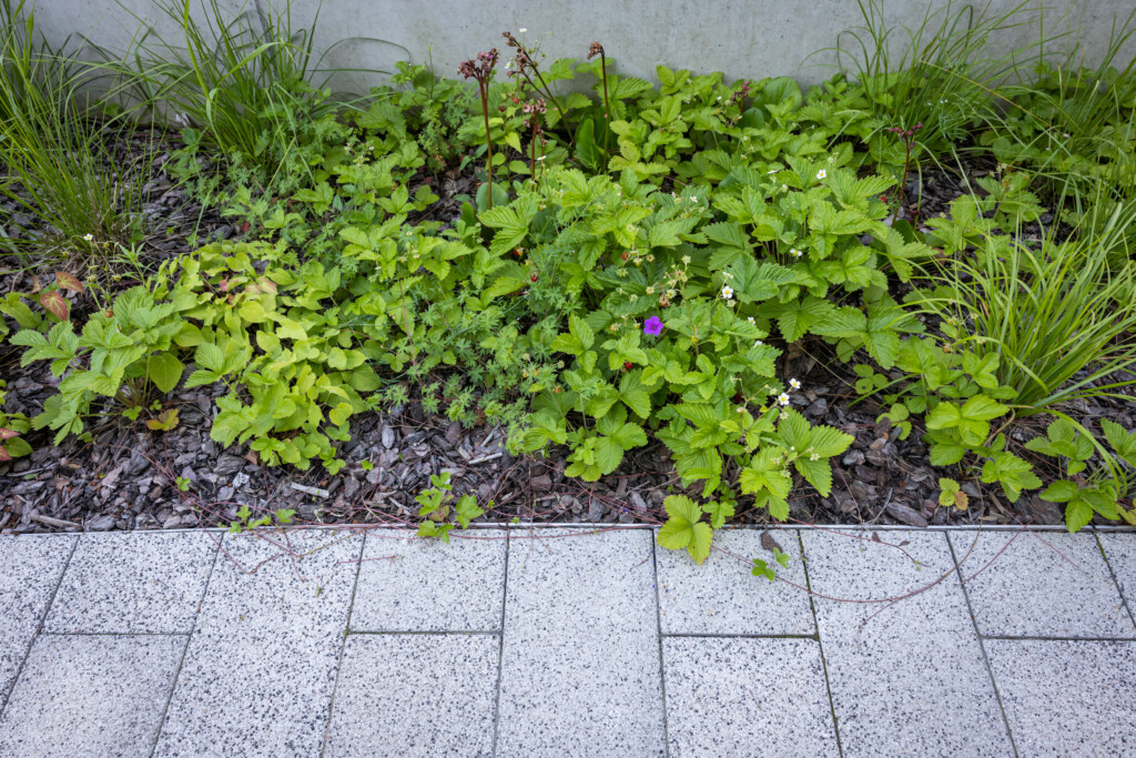 Dangos priežiūra šiltuoju metų laiku 1 Business Garden Plaza 6x2 Silver