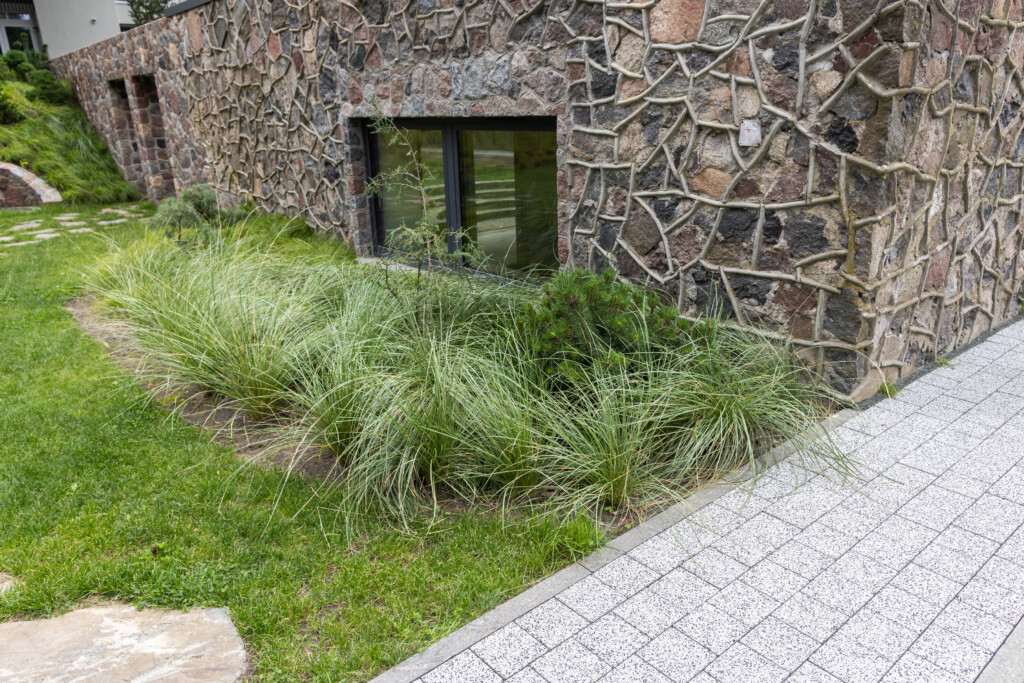 Juodrantė, Pilkopė